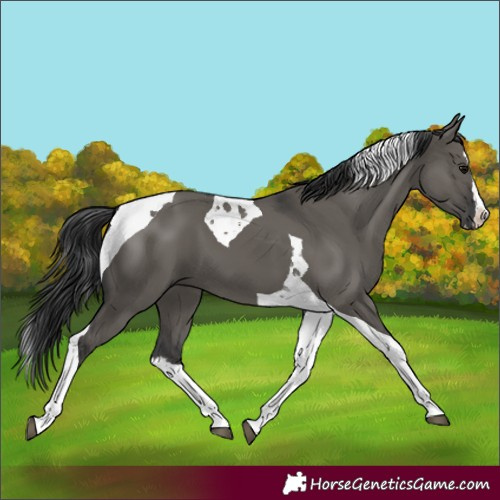 Horse Color:Grullo Splash Tobiano