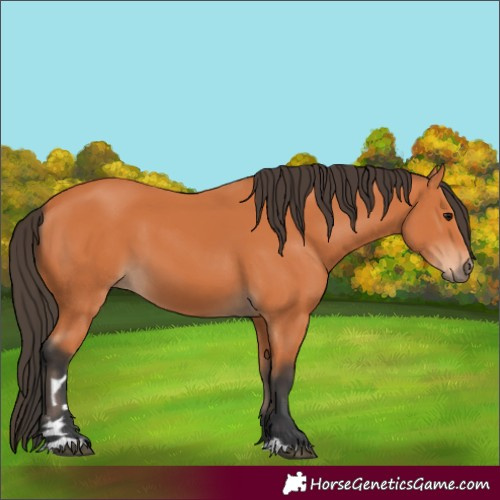 Horse Color:Bay 