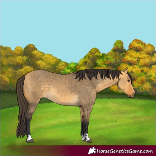 Horse Color:Buckskin Dun and Buckskin Dun