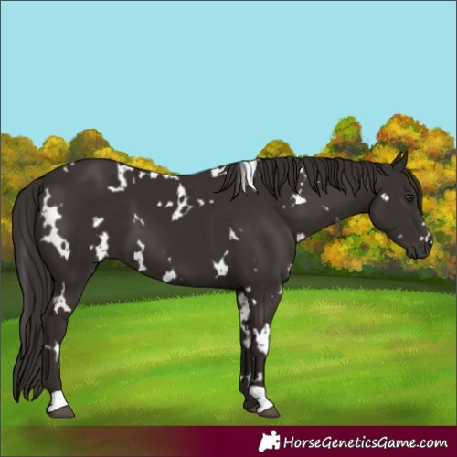 Horse Color:White Spotted Liver Chestnut