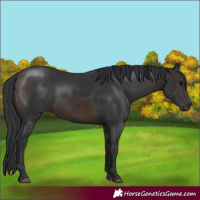Horse Color:Brown 