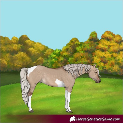 Horse Color:Silver Bay Dun Tobiano Rabicano 