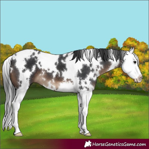 Horse Color:White Spotted Brown Splash