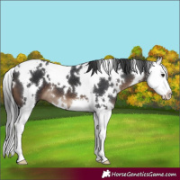Horse Color:White Spotted Brown Splash 