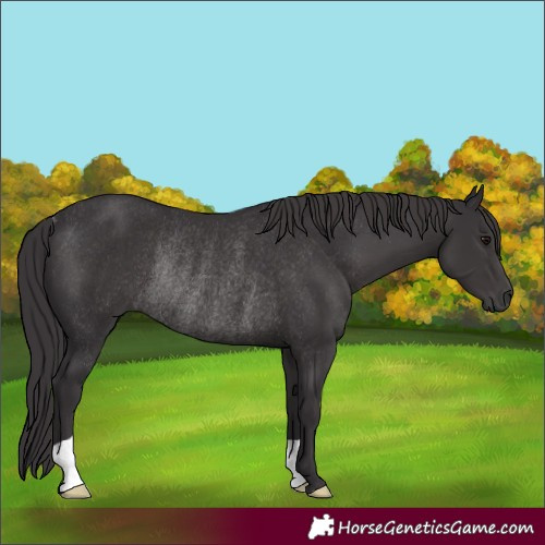 Horse Color:Smoky Black Rabicano