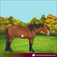 Horse Color:Bay Splash Frame 