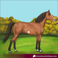 Horse Color:Bay Splash Frame 