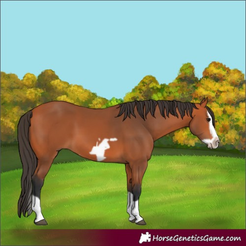 Horse Color:Bay Splash Frame 