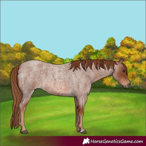 Horse Color:Red Roan