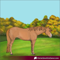 Horse Color:Chestnut Splash Frame