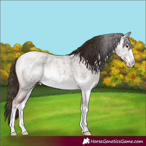 Horse Color:Liver Red Roan Sabino Appaloosa Rabicano 