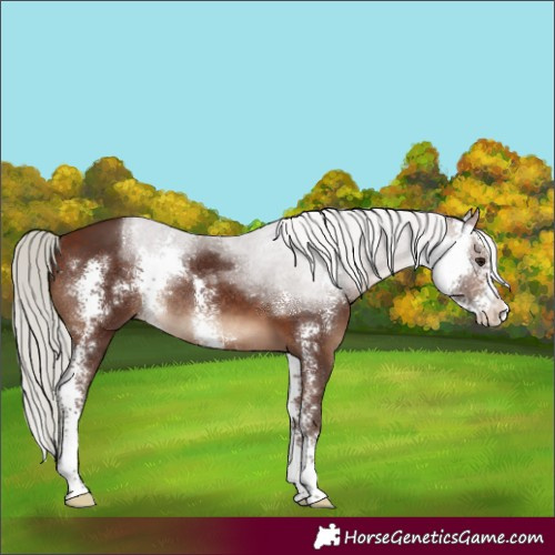 Horse Color:Silver Brown Sabino Rabicano 