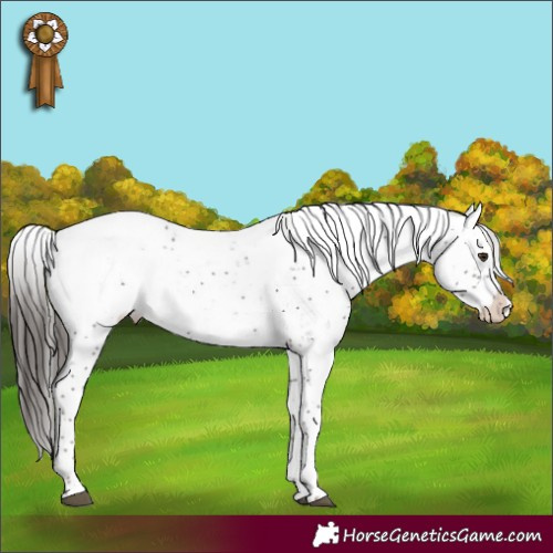 Horse Color:Liver Chestnut Sabino Appaloosa Rabicano