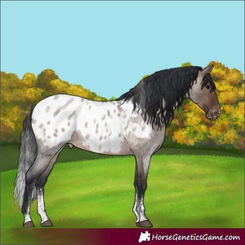 Horse Color:Powder White Brown Roan Dun Appaloosa Rabicano 