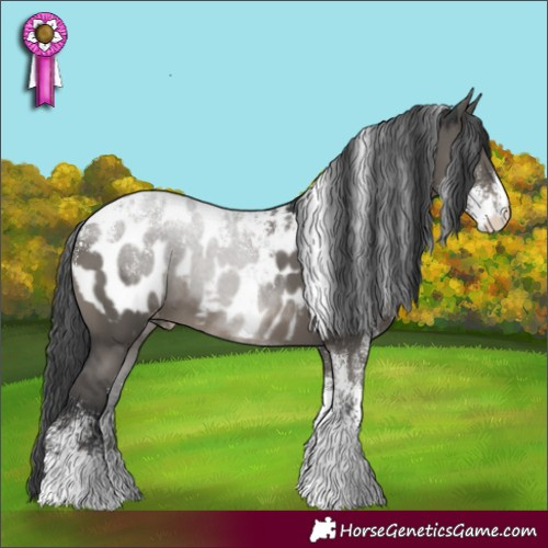 Horse Color:Powder White Grullo Appaloosa 