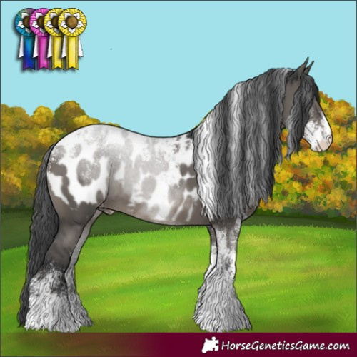 Horse Color:Powder White Grullo Appaloosa