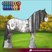 Horse Color:Powder White Grullo Appaloosa