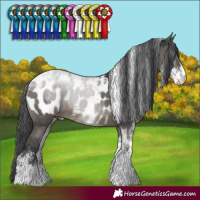 Horse Color:Powder White Grullo Appaloosa 