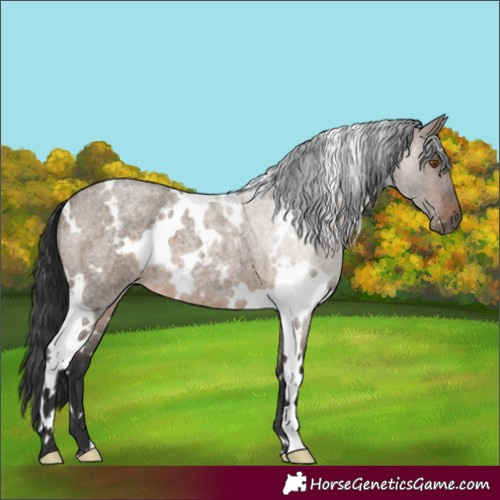 Horse Color:White Spotted Brown Roan Dun