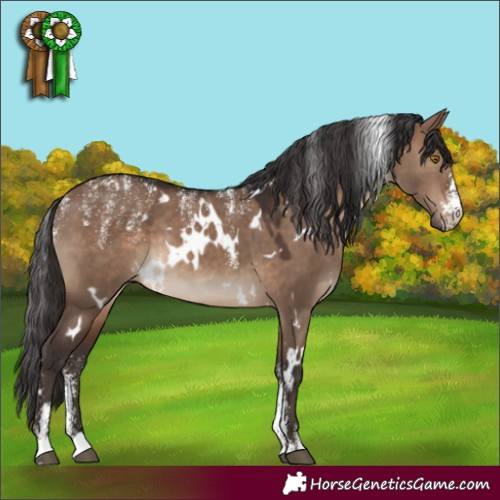 Horse Color:Powder White White Spotted Brown Dun Rabicano 