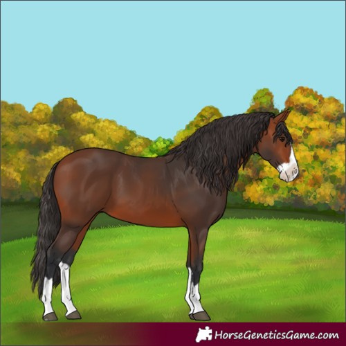 Horse Color:Bay Splash 