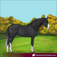 Horse Color:Black Splash