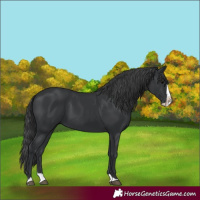 Horse Color:Black Splash