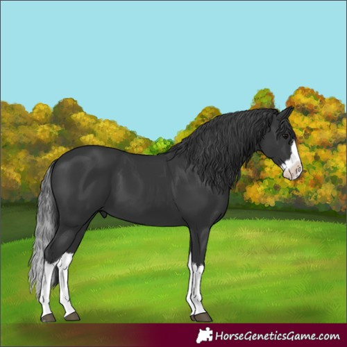 Horse Color:Black Splash 