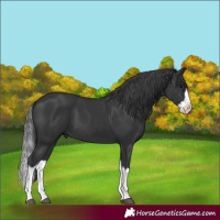 Horse Color:Black Splash