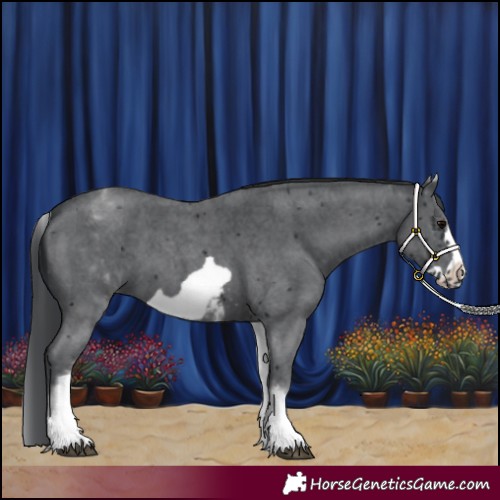 Horse Color:White Spotted Black Sabino Frame 