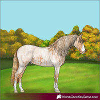 Horse Color:Chestnut Tobiano Appaloosa  and Red Roan Appaloosa Rabicano 
