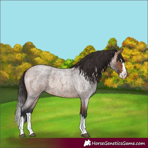 Horse Color:Unknown