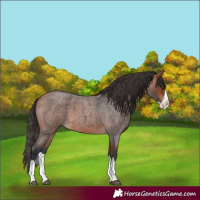 Horse Color:Unknown 
