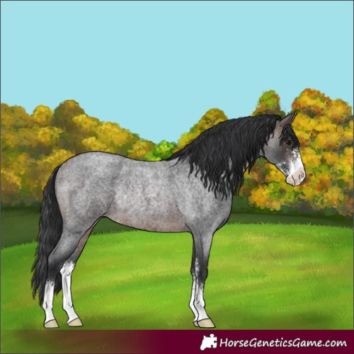 Horse Color:Brown Roan Sabino Rabicano 