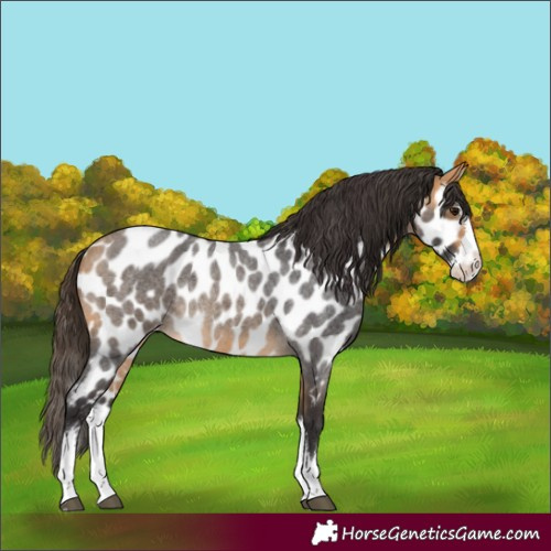 Horse Color:Buckskin Roan Splash Appaloosa Rabicano