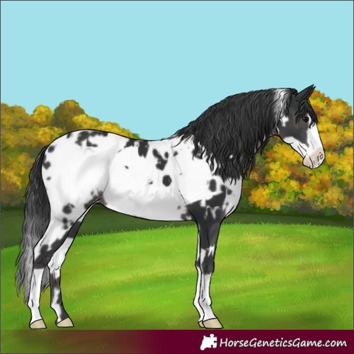 Horse Color:White Spotted Black Frame Appaloosa