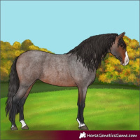 Horse Color:Unknown 