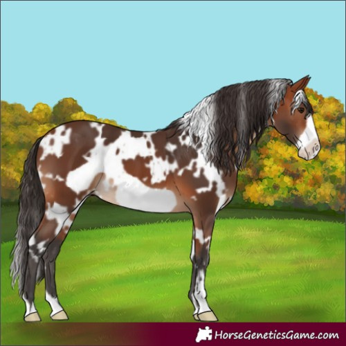 Horse Color:White Spotted Bay Frame