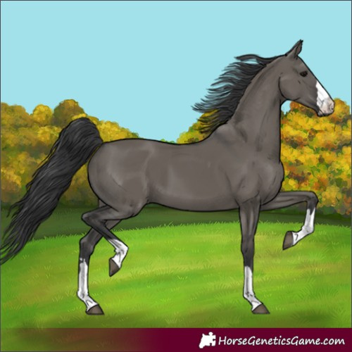 Horse Color:Grullo
