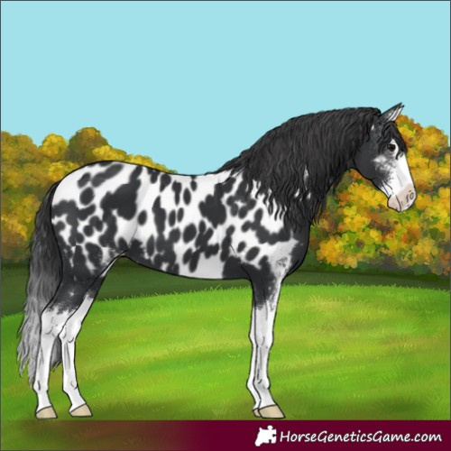 Horse Color:Black Sabino Splash Appaloosa