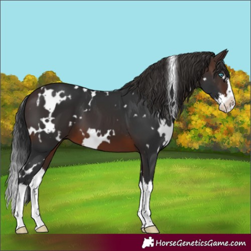 Horse Color:White Spotted Brown Splash 