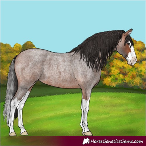 Horse Color:Bay Roan Splash