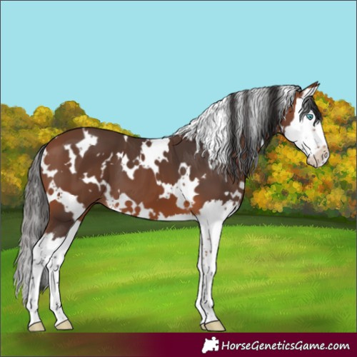 Horse Color:White Spotted Bay Splash 