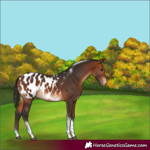 Horse Color:Bay Tobiano Appaloosa Rabicano 