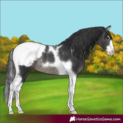 Horse Color:Black Splash Tobiano Appaloosa Rabicano
