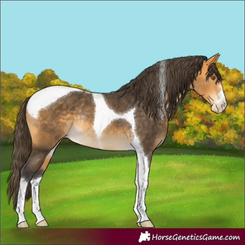 Horse Color:Buckskin Tobiano Appaloosa Rabicano
