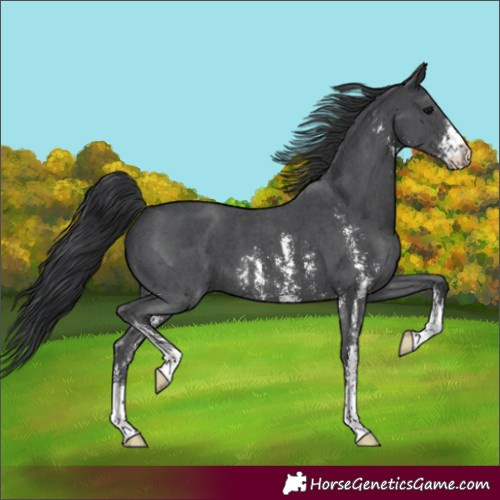Horse Color:Black Sabino