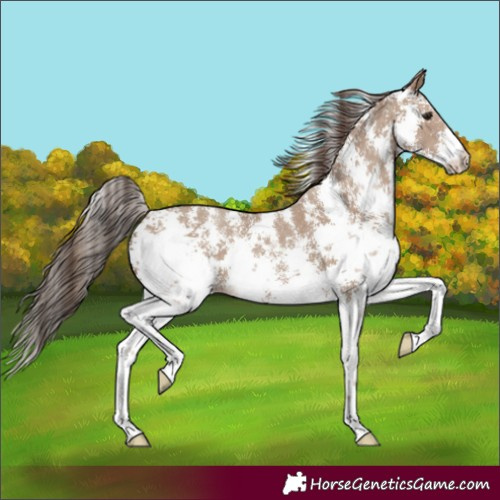 Horse Color:Classic Champagne Sabino