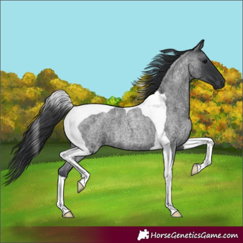 Horse Color:Blue Roan Tobiano