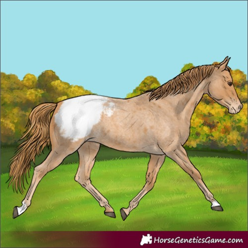 Horse Color:Red Roan Appaloosa